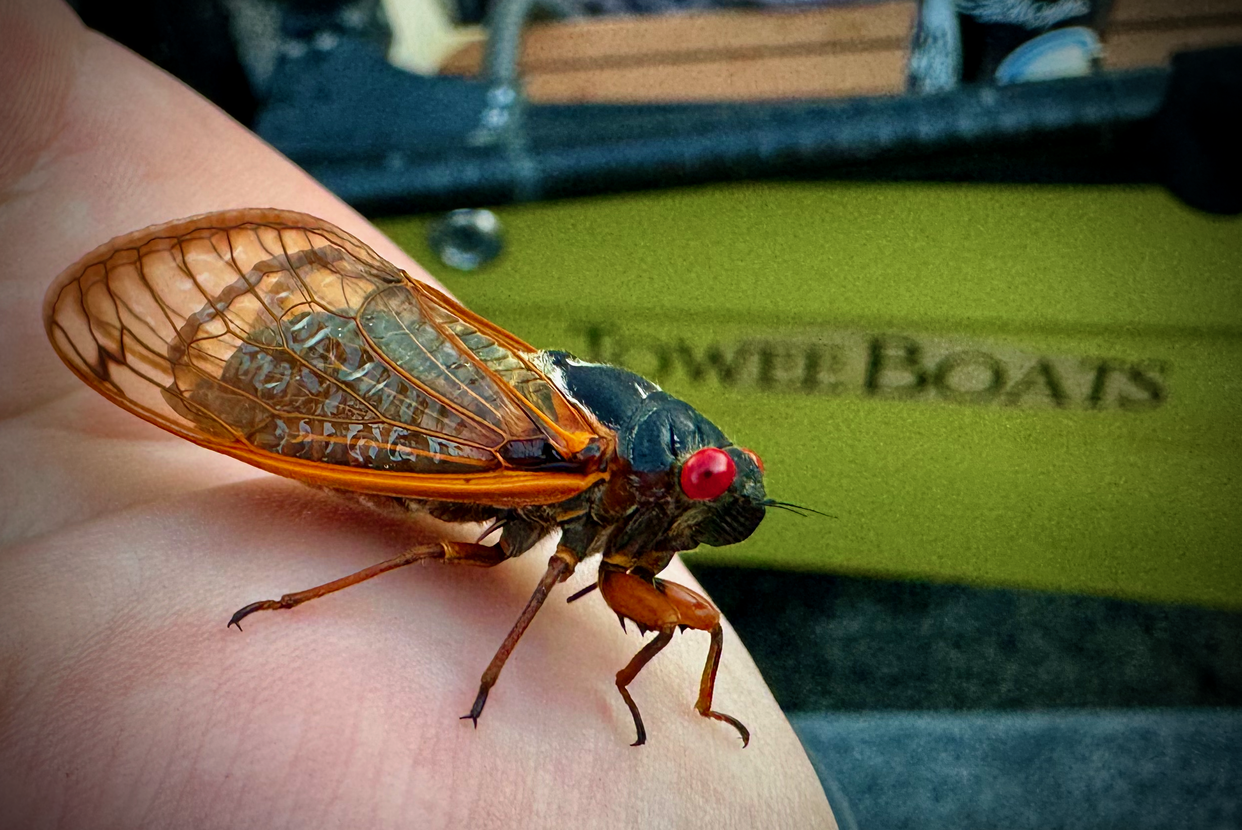 Carp On Cicadas: 4 Tips For Success